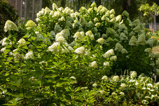 Rispenhortensie