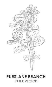 VECTOR CONTOUR DRAWING OF A SPRIG OF PURSLANE ON A WHITE BACKGROUND