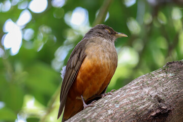 Photograph of a Rufous-bellied thrush found in Porto Alegre, Rio Grande do Sul, Brazil.	