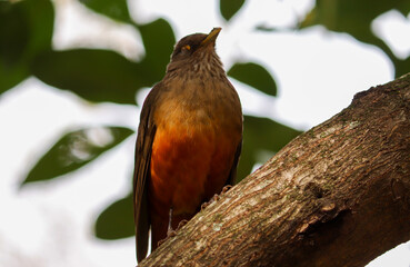 Photograph of a Rufous-bellied thrush found in Porto Alegre, Rio Grande do Sul, Brazil.	