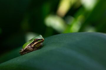 Waiting Frog
