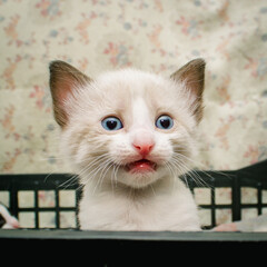 Cute Face Kitty 3