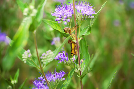 Grasshopper on purple caryopteris flower
