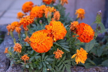 orange Tagetes in voller Blüte
