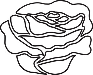 rose flower line drawing