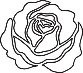 rose flower line drawing