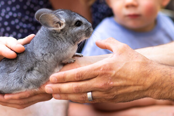 Chincilla being held