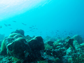 Colorful corals and small exotic fishes in the depths of the Indian ocean, Maldive islands, travel concept