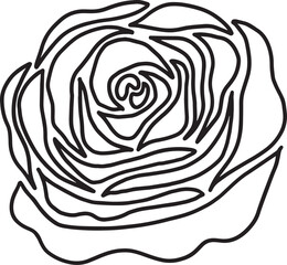 rose flower line drawing