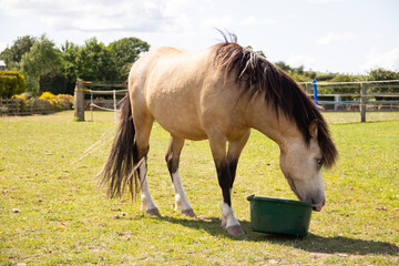 Close up of small fat brown pony checking out its bucket to see if any food is left.