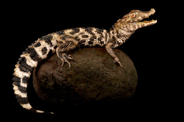 Cuvier's dwarf caiman (Paleosuchus palpebrosus)