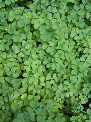 Carpet of fresh green plants in the forest. Forest natural texture
