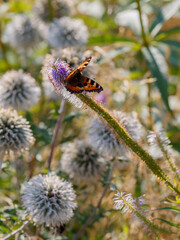 Veronicastrum virginian ( lat. Veronicastrum virginicum ) in herb garden with ornamental grasses and herbs. Decorative grasses and cereals in landscape design