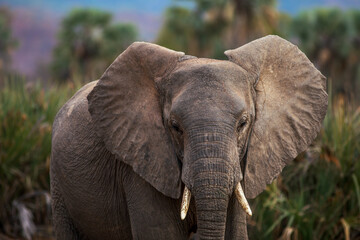 Obraz premium Close up portrait of an elephant with tusks