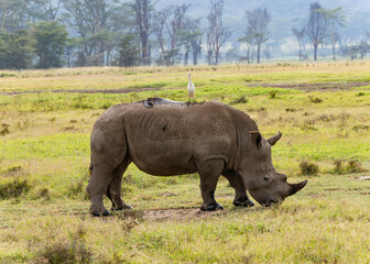 Fototapeta na wymiar rhino in the grass