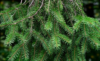 Dark Green Evergreen Branch