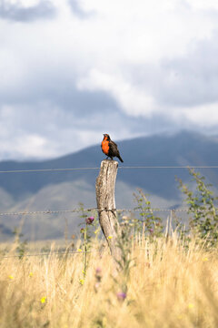 loica bird singing in the field