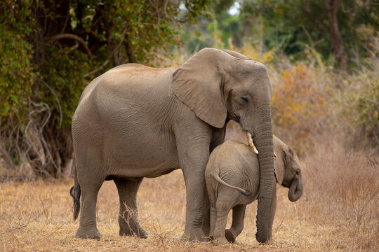 Close up image of a mother elephant cuddling her baby with her trunk