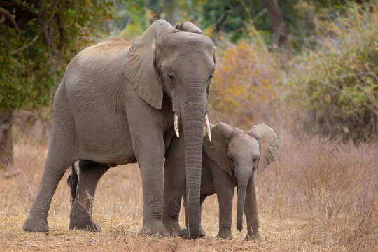 Close up image of an elephant with her baby in the wild