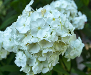 Macro White Flower Cluster 2