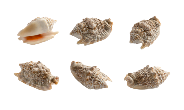 Sea ​​shell collection  in front corner back and side The rough surface is sharp and the smooth parts of the shell are unique.