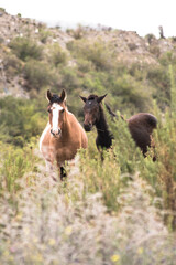 two horses walking through the grass with mountain background