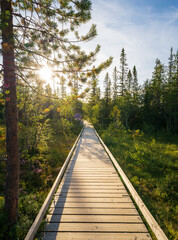 Hiking trail in Fulufjallet National Park in Dalarna, Sweden. Popular tourist destination for hiking. 