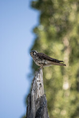 alcon posing in tree looking forward