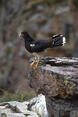 scavenger bird standing on stones