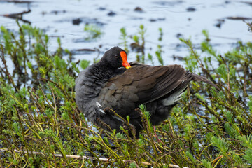 バンの親の羽繕い