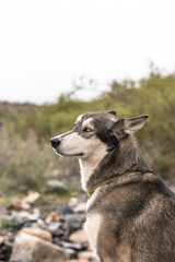 Naklejka na ściany i meble siberian dog looking to the side in mountains landscape