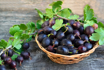 Freshly picked jostaberries in the basket on a wooden background. Jostaberry.Healthy eating,vegan food or diet concept.Selective focus.