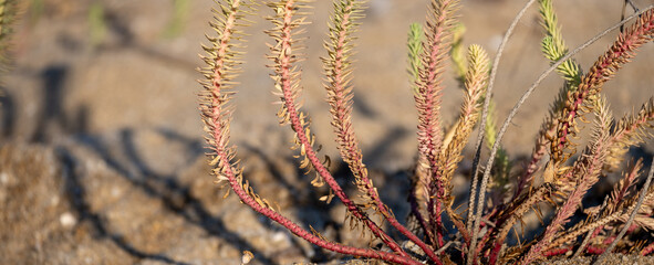 Euphorbia paralias plant (sea spurge). Orange and green plant growing on beach sand. selective focus