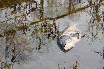 Toter Fisch am Ufer des Flusses Elbe bei Magdeburg in Deutschland