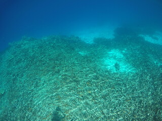 Uninhabited island JEEP island in Chuuk, Micronesia. Here is the world's greatest wreck diving destination.