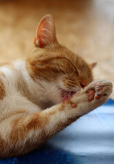 Ginger cat looking at camera. Cute animal close up photo. Happy pet's life concept. 