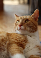 Fototapeta na wymiar Ginger cat looking at camera. Cute animal close up photo. Happy pet's life concept. 