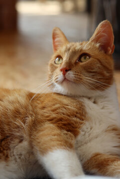 Ginger cat looking at camera. Cute animal close up photo. Happy pet's life concept. 