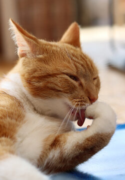 Ginger cat grooming itself. Close up photo of cute cat laying on a floor. 