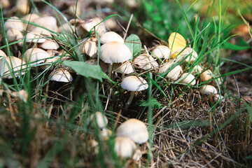 Mushrooms grow among grass and dry leaves. Forest mushrooms after the rain.