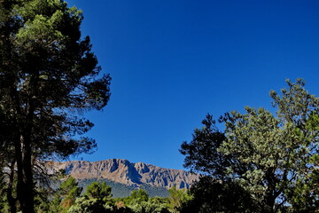 Montagne et sapins. Ciel bleu. Andalousie. Espagne.