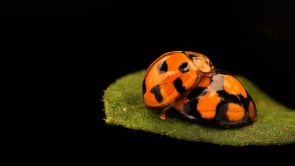 ladybugs mating on leaf