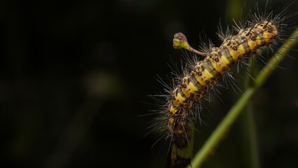 close up of caterpillar