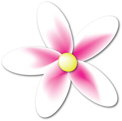 Fototapeta premium White and Pink Daisy Flower 