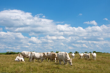 Fototapeta na wymiar Weiße Kühe auf einer Weide in Lothringen