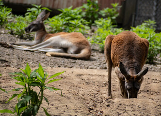 Kangaroos