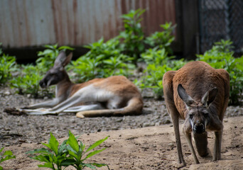 Kangaroos