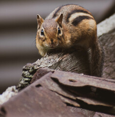 Chipmunk