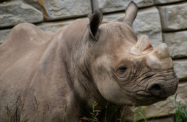 Naklejka premium Rhino
