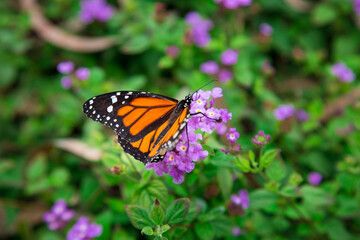 Monarch butterfly flying insect orange wings